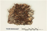 藏品(紫萼苔屬)的圖片